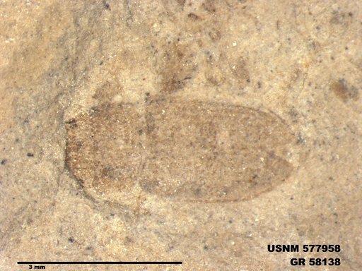Insecta