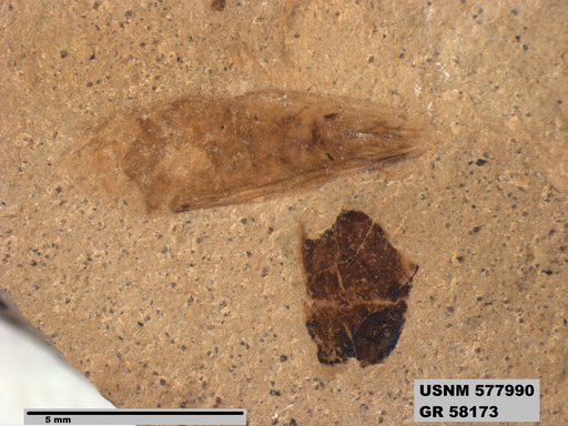 Genus sp