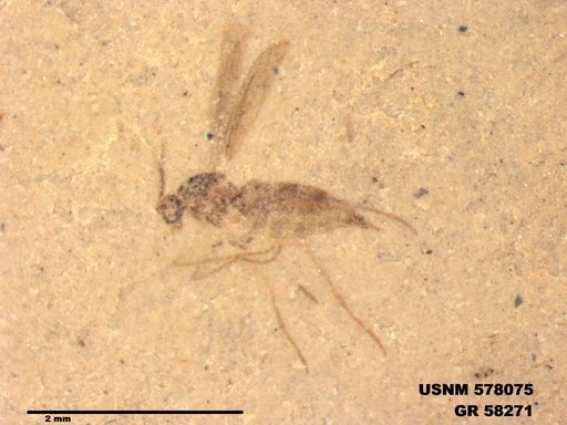 Insecta