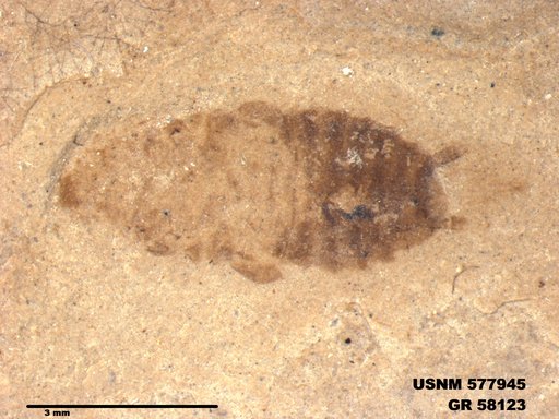 Ectobius sp