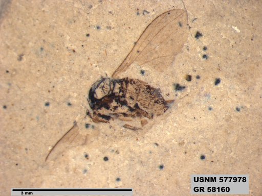Insecta