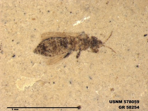 Insecta