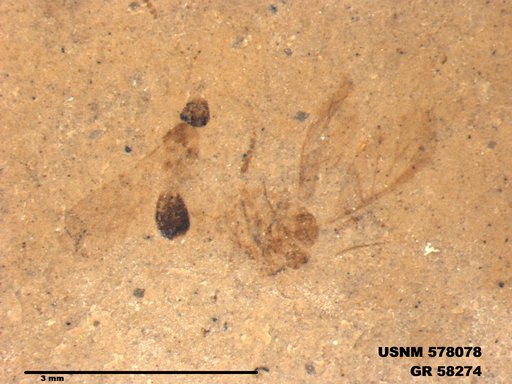 Insecta
