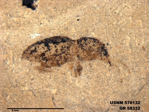 Insecta