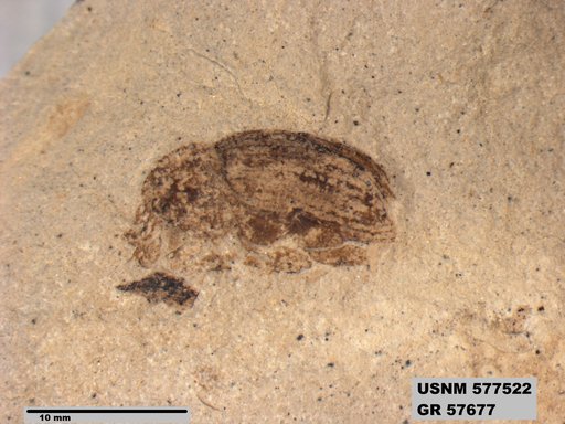 Genus sp