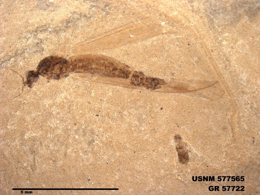 Insecta