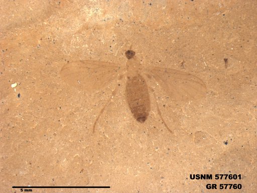 Insecta