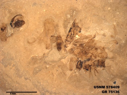 Genus sp