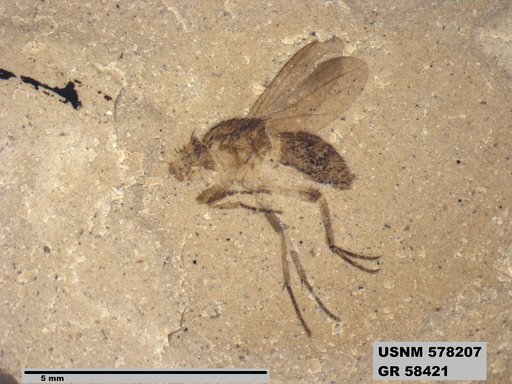 Genus sp