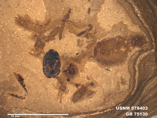 Genus sp