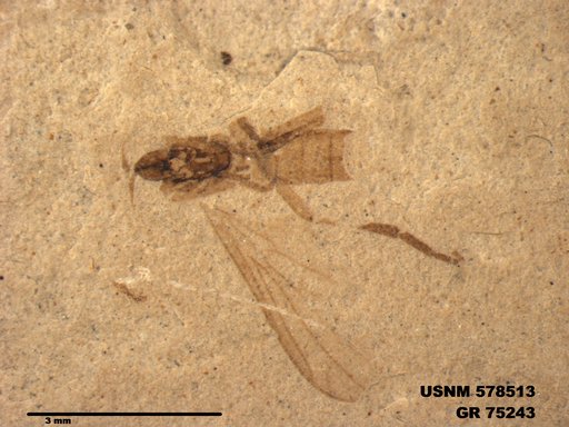 Genus sp