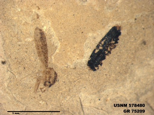 Genus sp