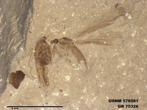 Genus sp