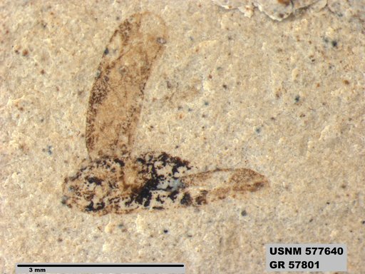 Genus sp