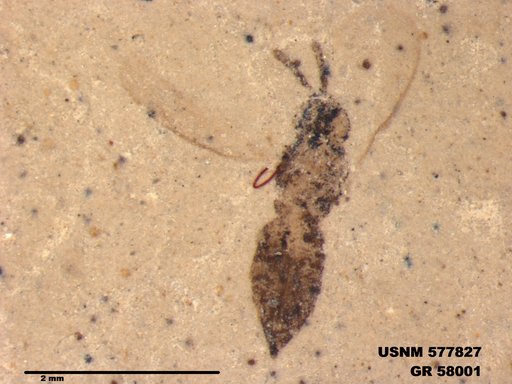 Insecta