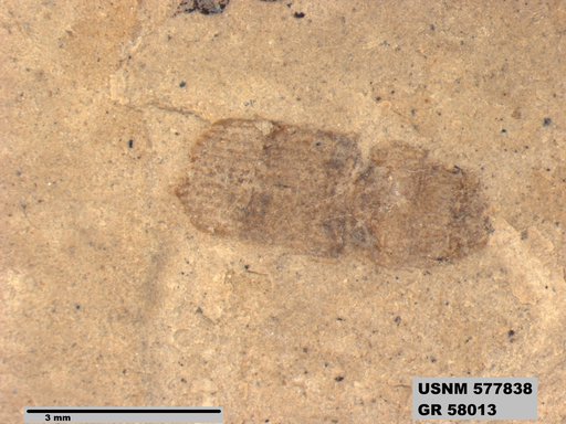 Insecta