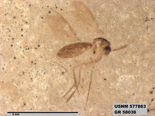 Insecta
