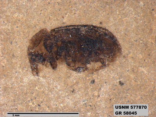 Insecta