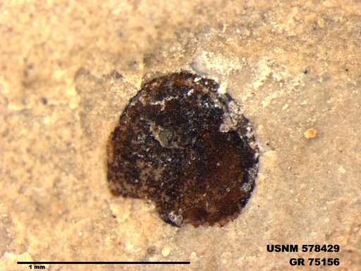 Genus sp