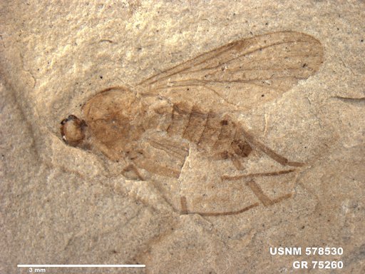 Insecta