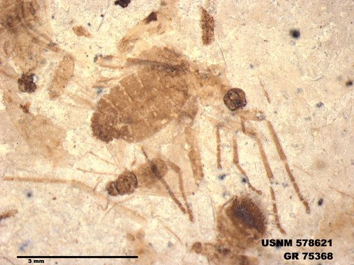Genus sp