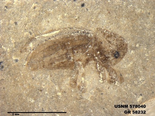 Insecta