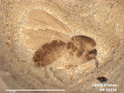 Insecta