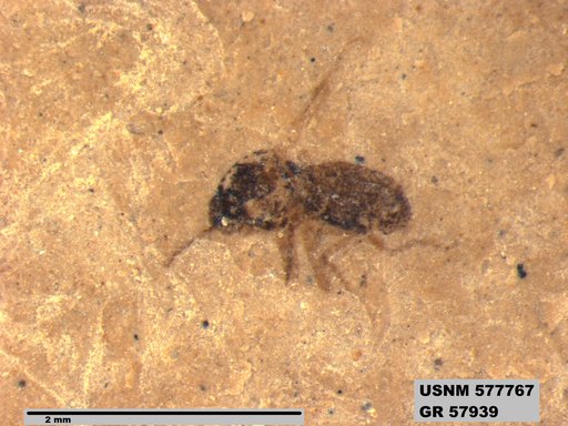 Insecta