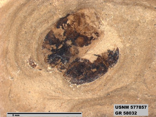 Insecta