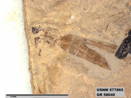 Insecta