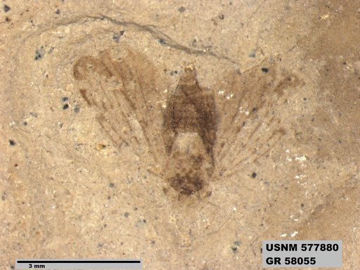 Genus sp