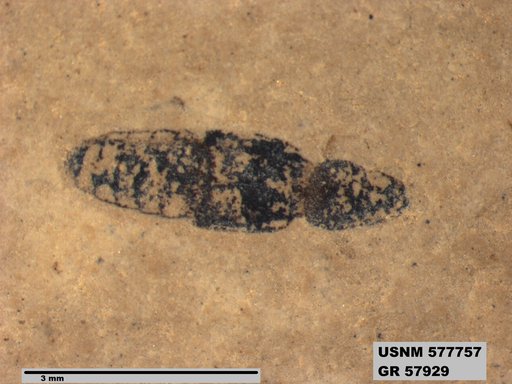 Genus sp