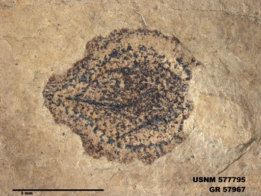 Insecta