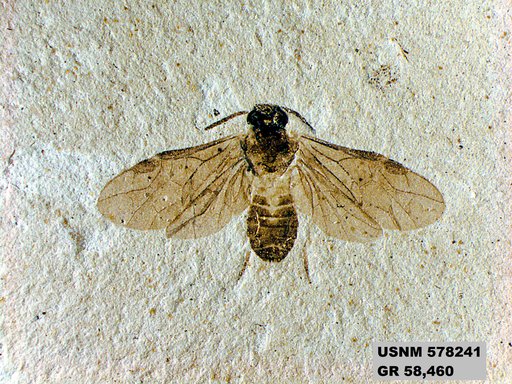 Athalia sp