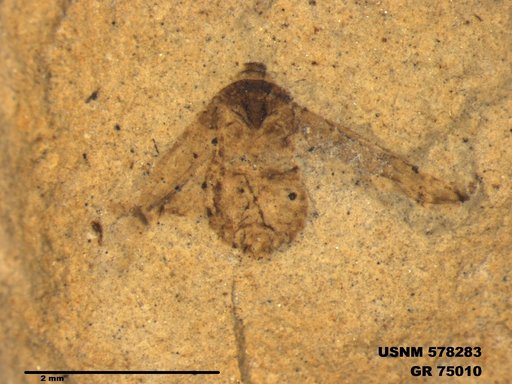Genus sp