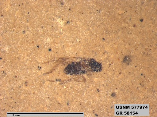 Insecta