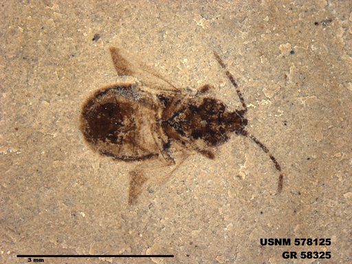 Genus sp