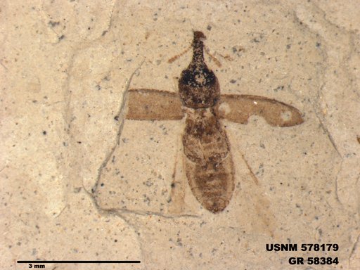 Insecta