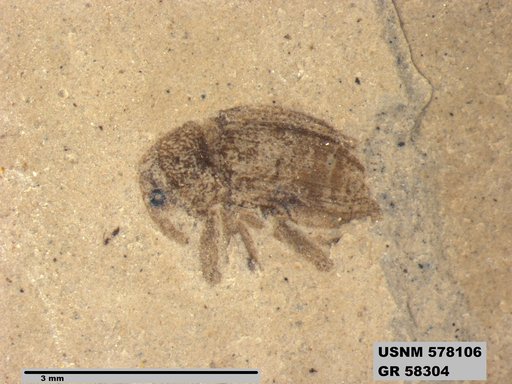 Insecta