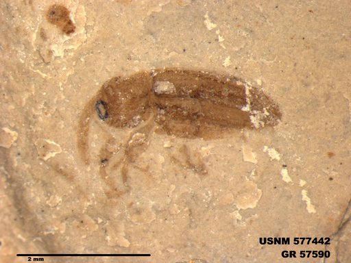 Insecta