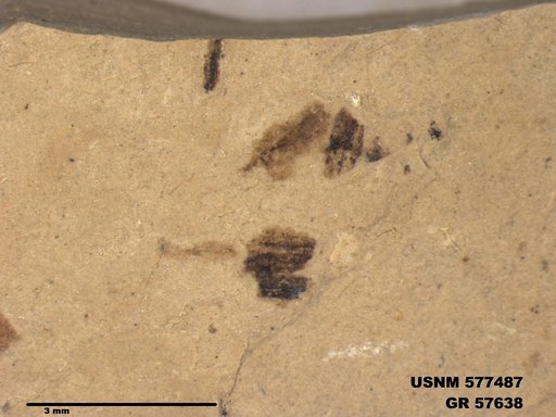 Genus sp