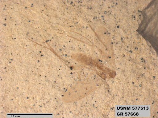 Insecta