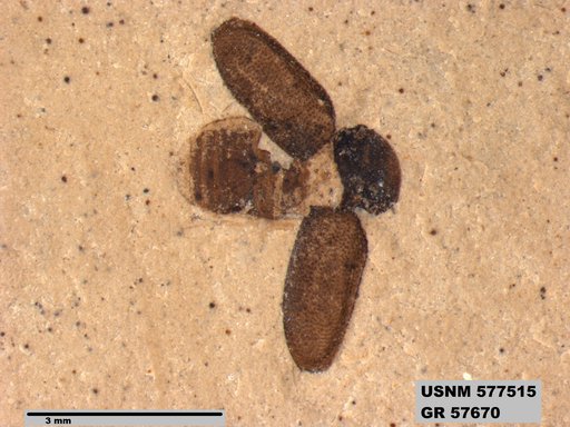 Insecta