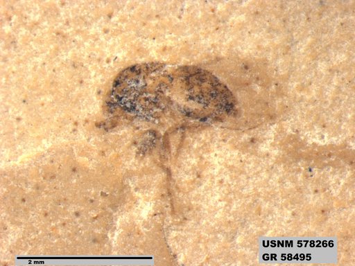Insecta