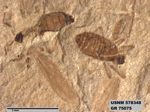 Genus sp