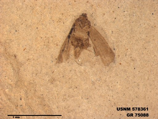 Genus sp