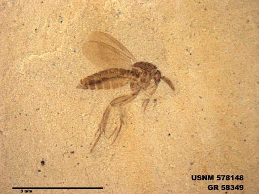 Insecta
