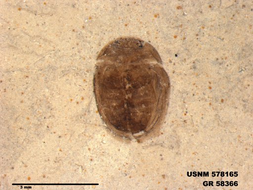 Insecta