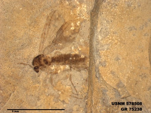 Genus sp