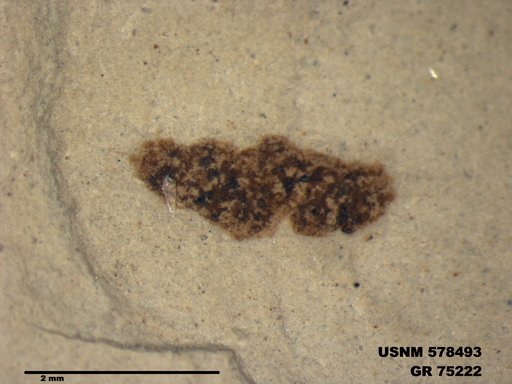 Insecta